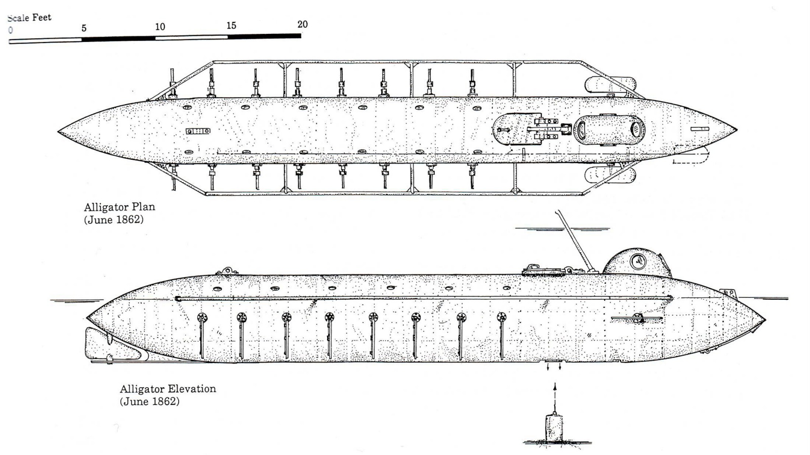 17 Alligator